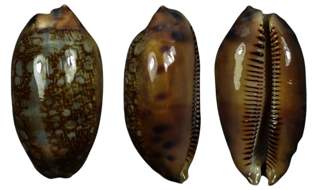 C.scurra scurra ' superb color '