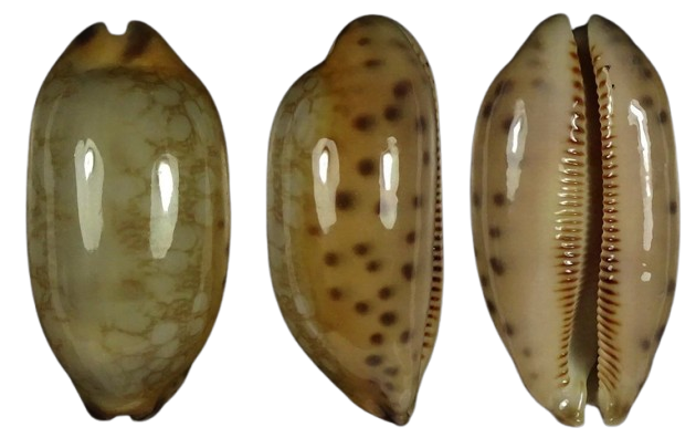 C.scurra scurra ' superb '