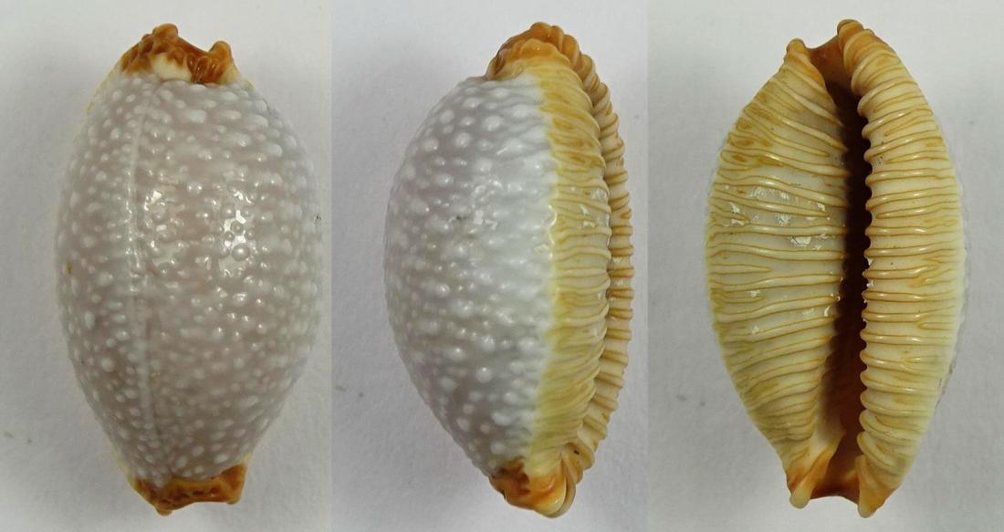 C.staphylea staphylea ' superb big '