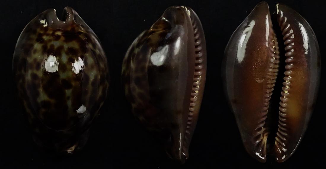 C.stercoraria stercoraria f.cameroonica ' superb very dwarf '
