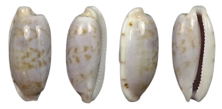 C.subteres subteres ' superb rare specie '