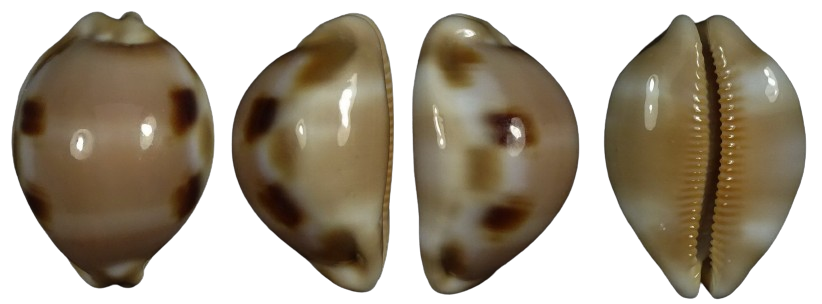 C.tessellata tessellata ' superb '