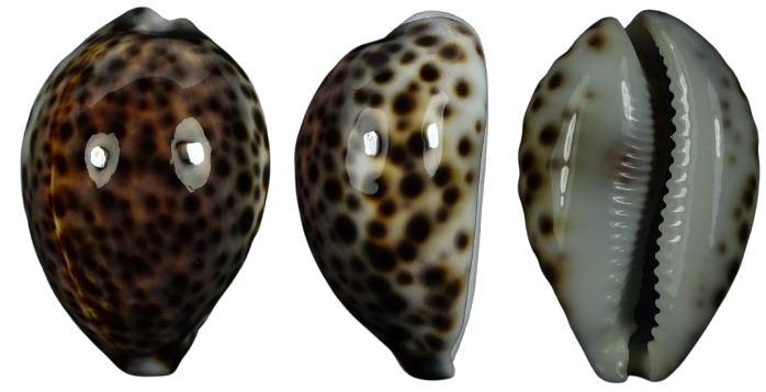 C.tigris tigris ' superb '