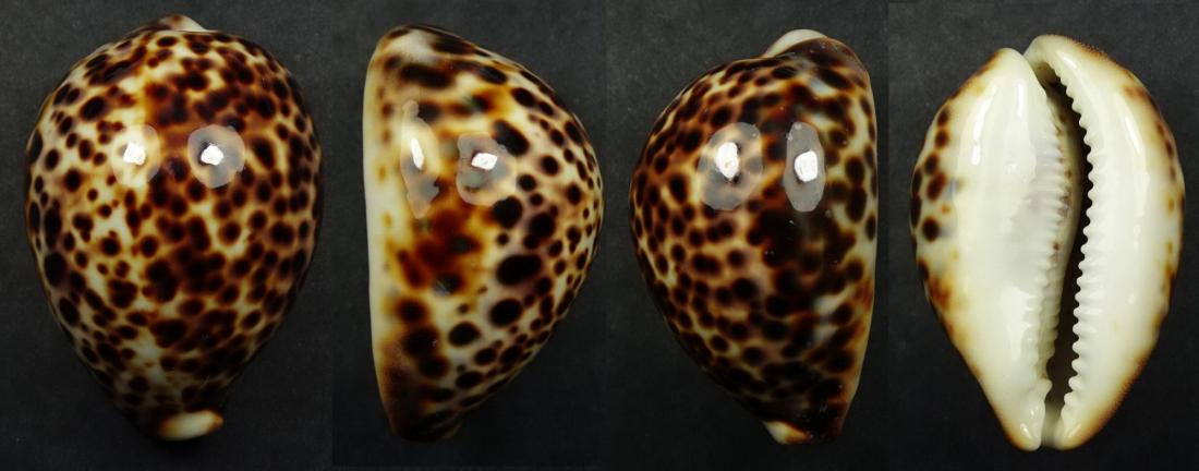 C.tigris tigris ' superb '