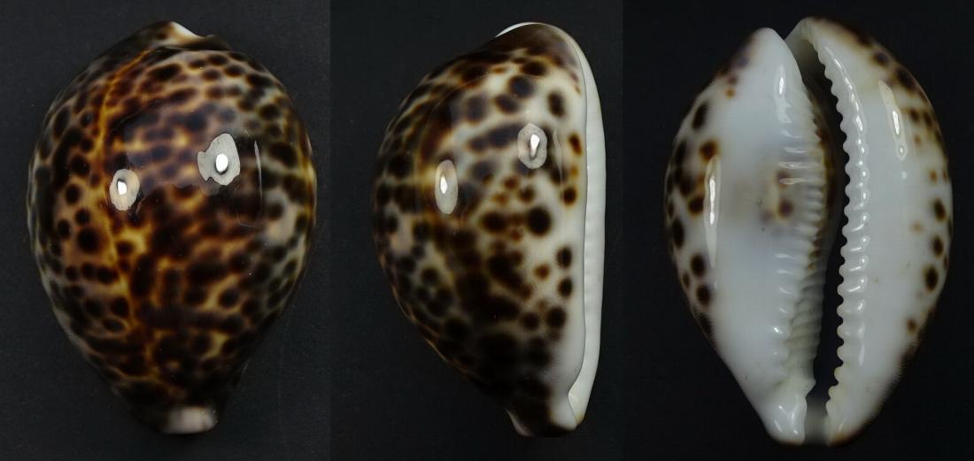 C.tigris tigris ' superb '