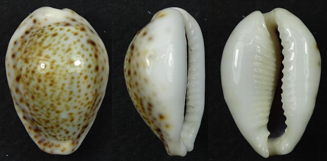 C.turdus turdus ' superb '