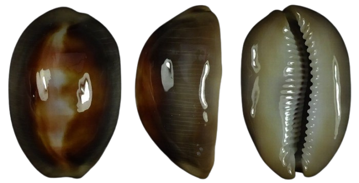 C.ventriculus ventriculus ' superb '