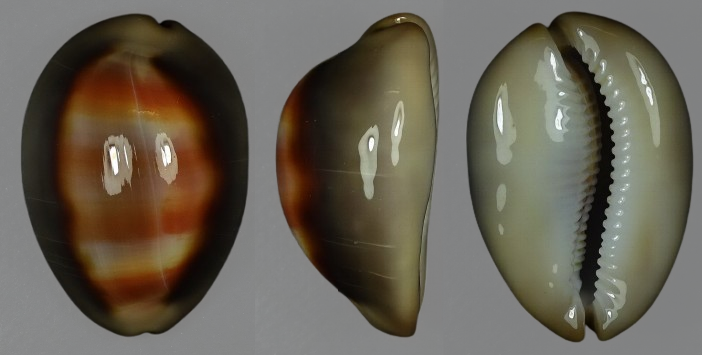 C.ventriculus ventriculus ' superb '