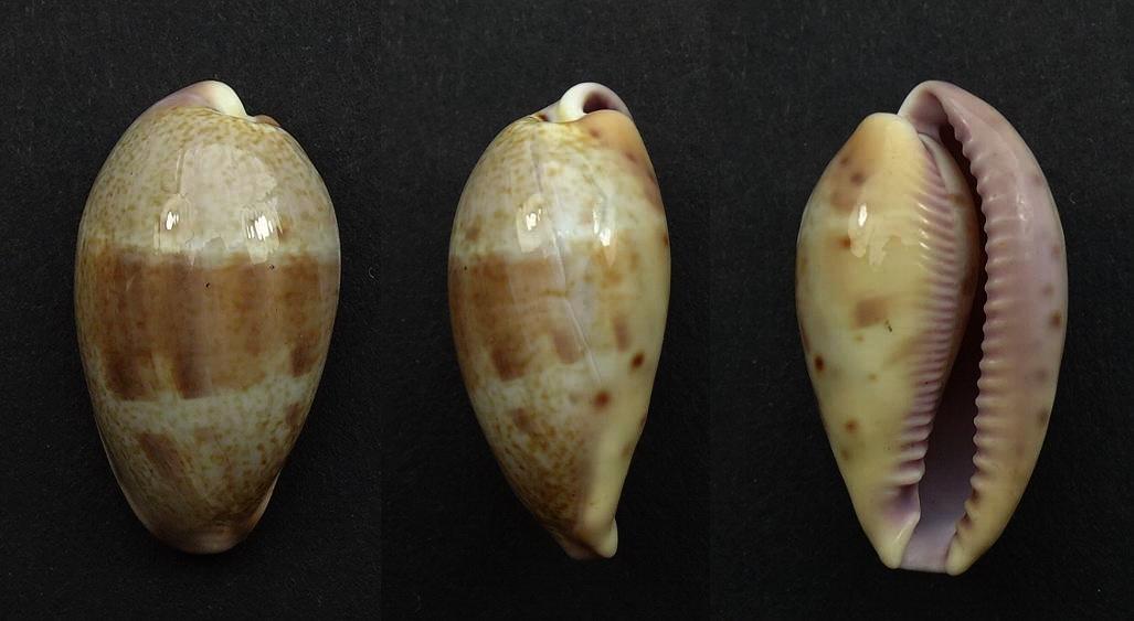 C.walkeri walkeri f.surabajensis ' very big '