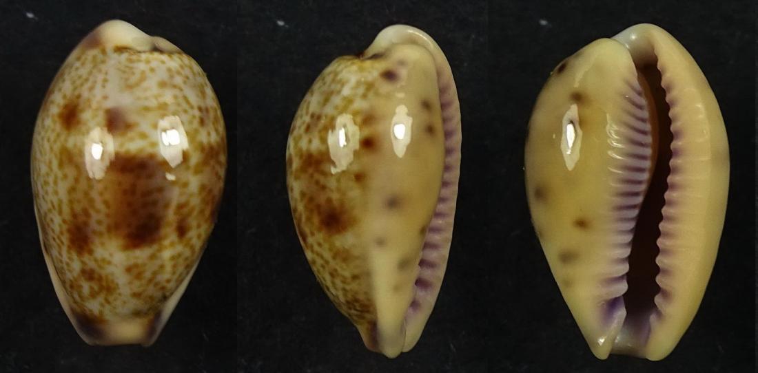 C.walkeri walkeri ' superb very dwarf '